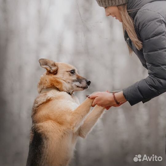 Марку очень нужен хозяин