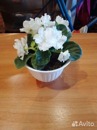 Фиалки в горшках