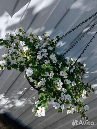 Бакопа белая