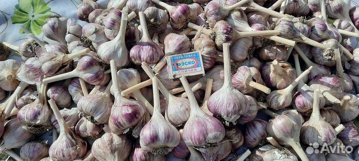 Чеснок домашний