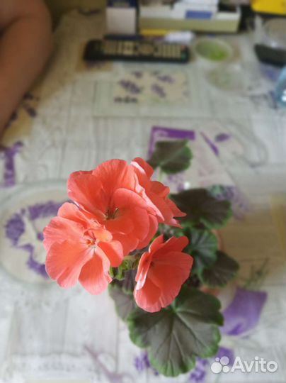 Герань пеларгония