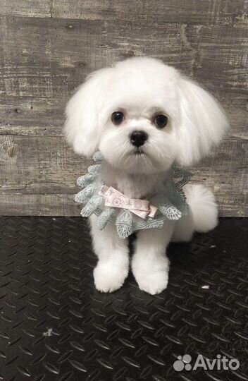 Вязка. Случка. Мальтезе мальчик