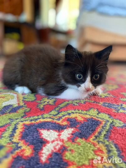 Котёнок, кот