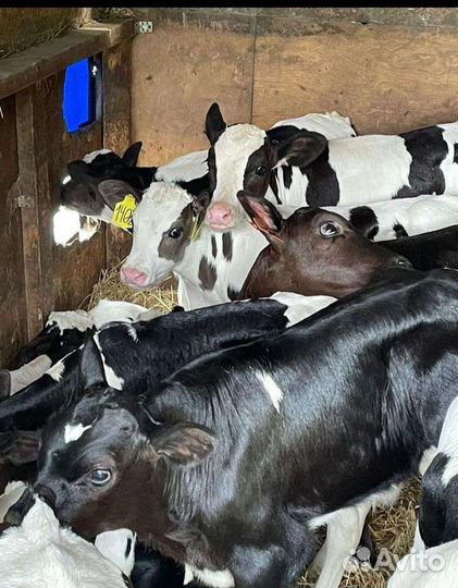 Бычки телята