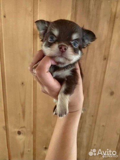 Щенки чихуахуа