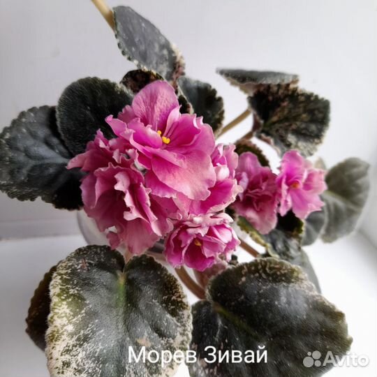 Сортовые фиалки