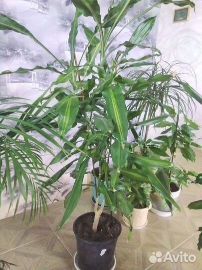 Комнатные цветы пальма