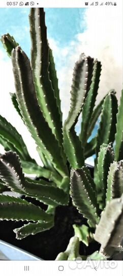 Стапелия комнатная)