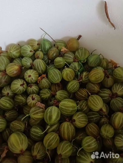 Крыжовник, смородина чёрная