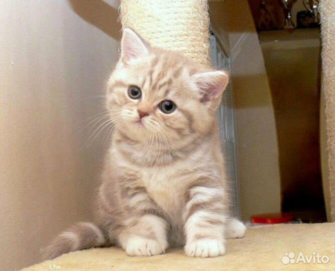 Шотландская