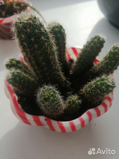 Детки кактуса