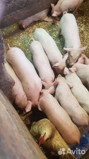 Поросята