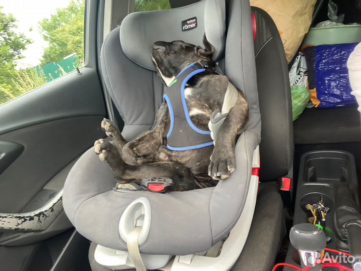 Французский бульдог кабель вязка