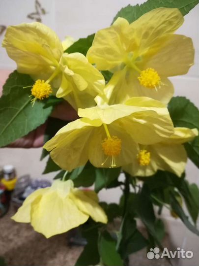 Абутилон тигр,абутилон мегапотамский