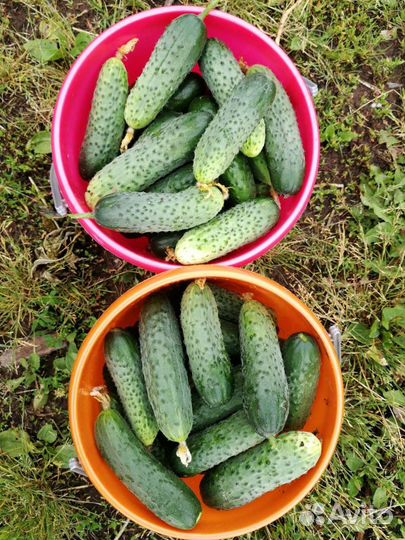 Огурцы свежие домашние