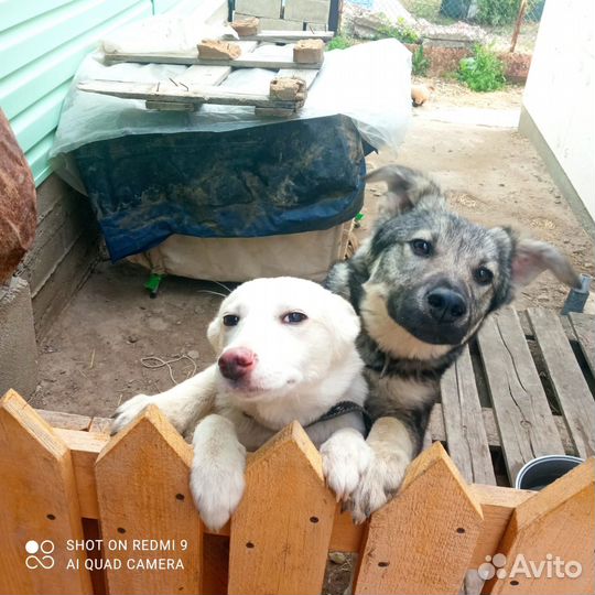 Собака в добрые руки отдам бесплатно