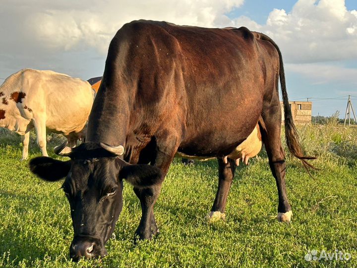 Коровы дойные молочные