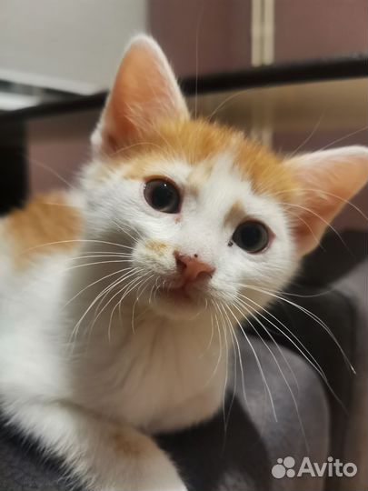 Котики бесплатно