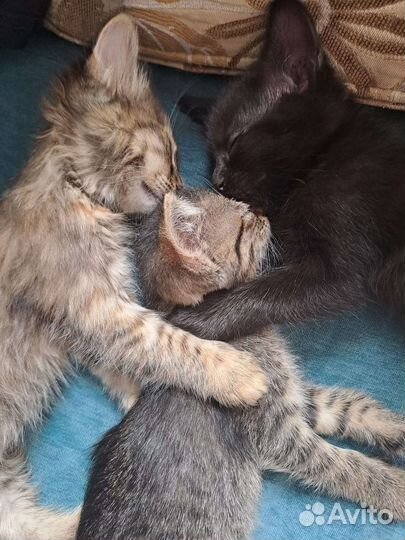 Котята Бомбейской кошки