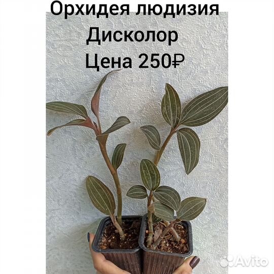 Орхидеи драгоценные- людизия