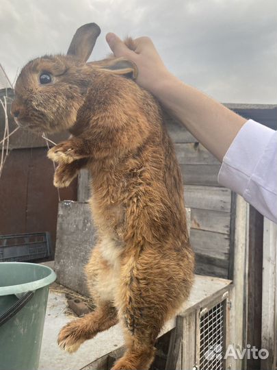 Кролик