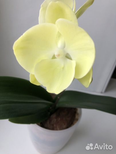 Орхидея фаленопсис биг лип