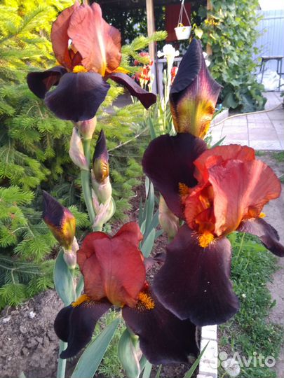 Многолетние цветы