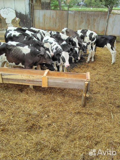 Телята бычки