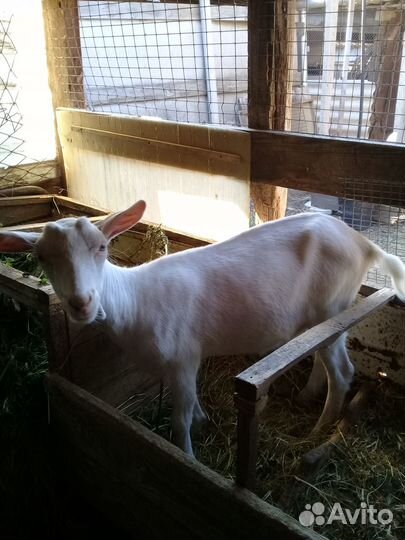 Зааненская коза