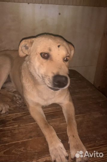 Собака мальчик