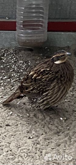 Фазаны разных видов