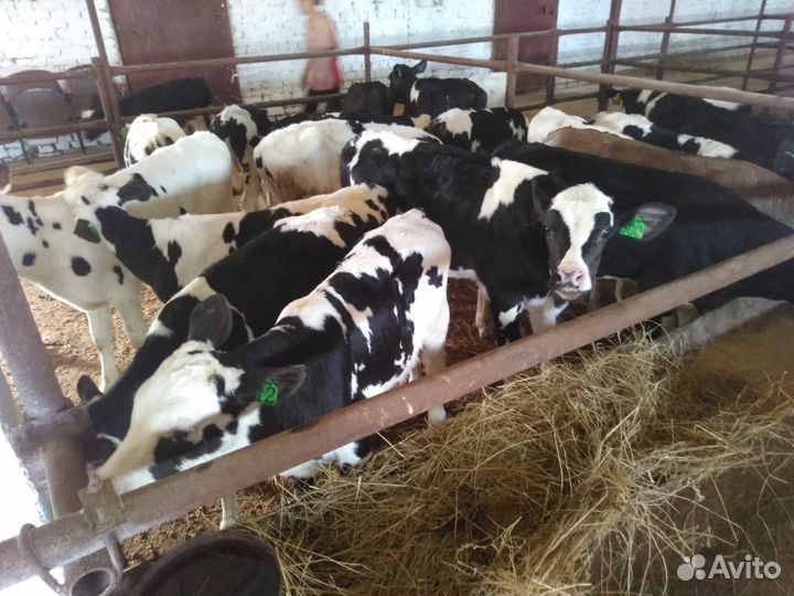 Бычки на откорм