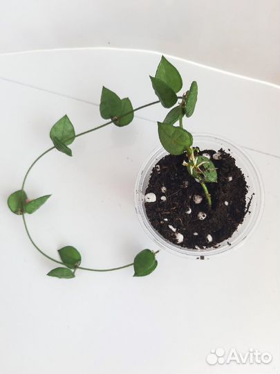 Хойя.Разные виды