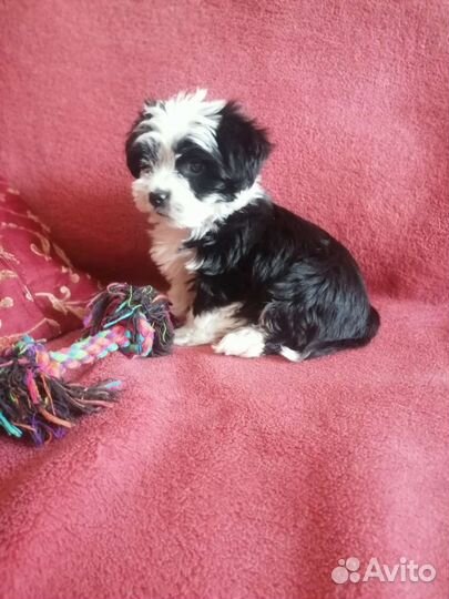 Йоркширский терьер