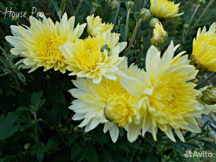 Хризантема