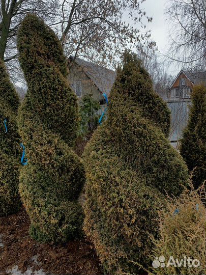 Туя из питомника