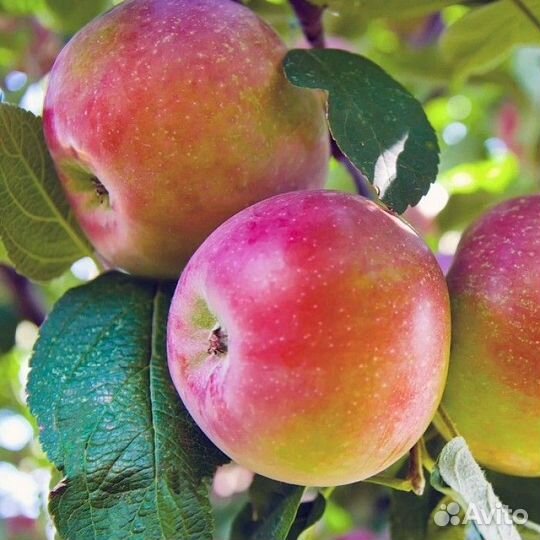 Яблоки Россошанское полосатое