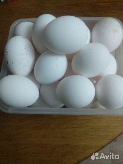 Домашние куриные яйца