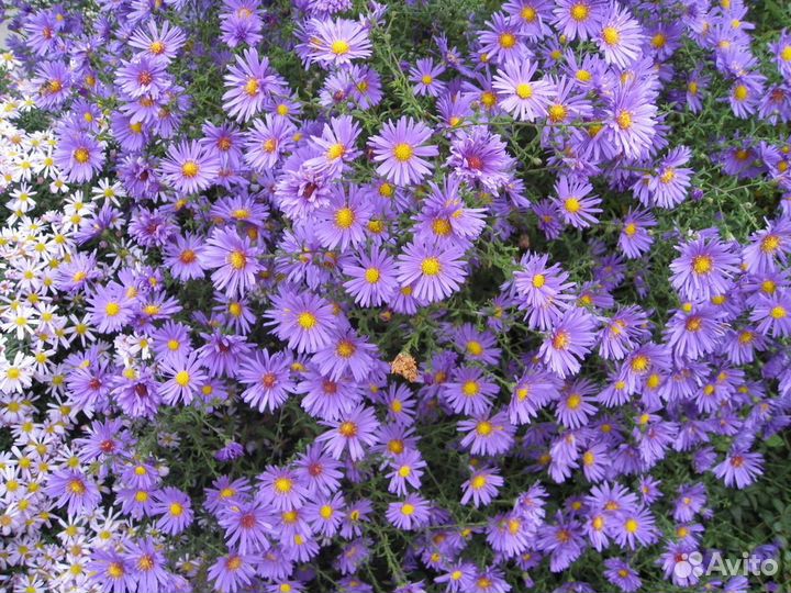 Октябринки-сентябринки