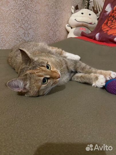 Кошка в добрые руки