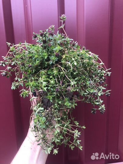 Тимьян цитрусовый