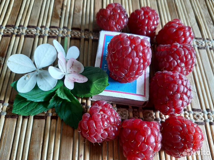 Саженцы малины ремонтантной, желтой, красной