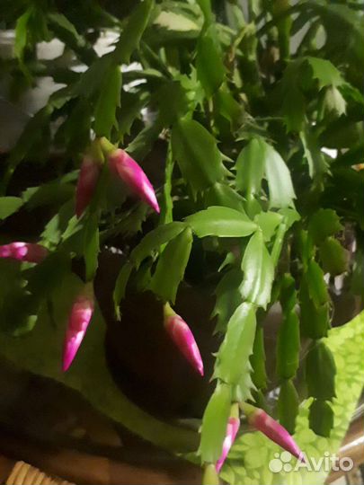 Сансевиерия