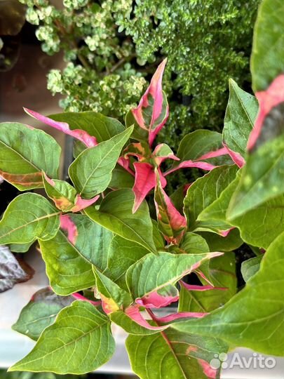 Альтернатера