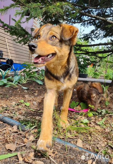 Собака Тобик