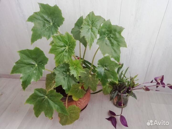 Бегония, и ид в горшок