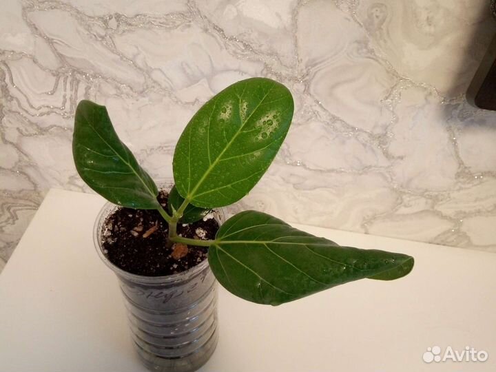 Фикус бенгальский одри