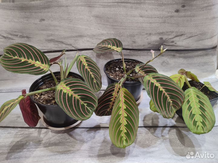 Маранта триколор