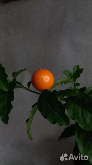 Паслен домашний