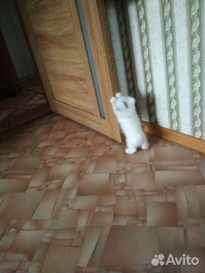 Котенок